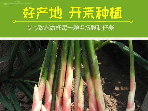 酸辣姜仔 酸辣姜仔